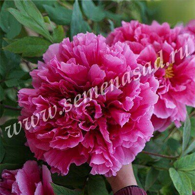 Пион Король Цветов ДР/привитый (коробка) 1шт (Поиск)