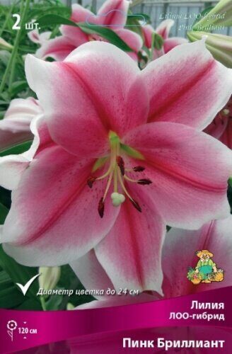 Лилия Пинк Бриллиант (ЛОО гибрид) 12/14 2шт (Поиск)
