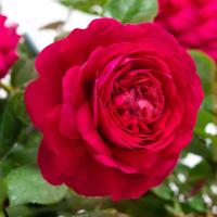 Роза Тесс (Английская) 1-3 побега ОКС 10шт/пучок (Сиб сад)