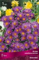Астра Констанc 1шт (Поиск)