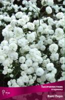 Тысячелистник Вайт Перл 1шт (Поиск)