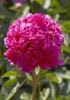 Пион Бест Мен 2/3 1шт (Колорлайн)