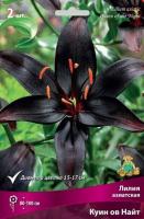 Лилия Куин ов Найт (Азиатский гибрид) 12/14 3шт (Поиск)