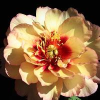 Пион Кэллис Мемори (ИТО) 2/3 1шт (Поиск)