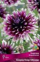 Георгина Алауна Клер-Обскюр 1шт (Поиск)