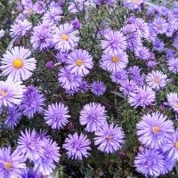 Астра Леди ин Блу 1шт (Поиск)