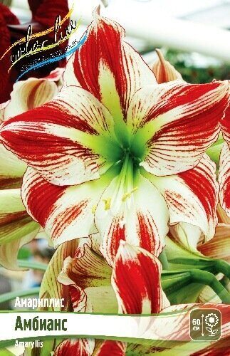 Амариллис Амбианс 22/24 1шт (Колорлайн)