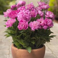 Пион Рим 2/3 1шт (Поиск)