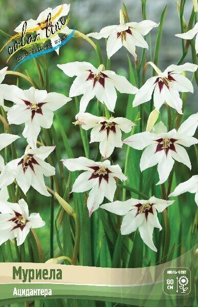 Ацидантера Муриела 6/8 10шт (Колорлайн)