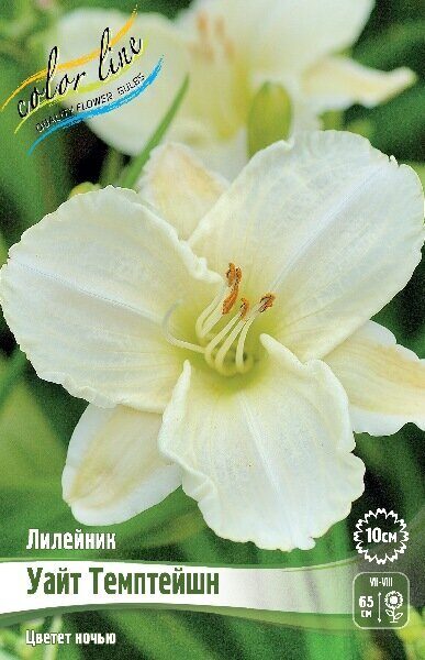 Лилейник Уайт Темптейшн 1шт (Колорлайн)