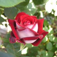 Роза Осирия (Чайно-гибридная) 1-3 побега ОКС 10шт/пучок (Сиб сад)