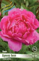 Пион Бункер Хилл 2/3 1шт (Колорлайн)