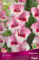Гладиолус Перри 10/12 10шт (Поиск)