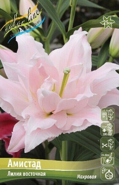 Лилия Амистад (Восточная/Махровая) 12/14 5шт (Колорлайн)