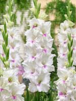 Гладиолус Норма Джин 10/12 10шт (Поиск)