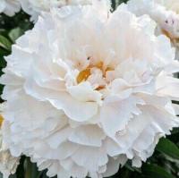 Пион Белый снег Древовидный/привитый 1л 1шт