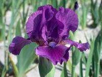 Ирис Намбе (Карликовый) 1шт (Поиск)