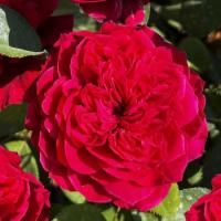 Роза Джеймс парк (Флорибунда) 1-3 побега ОКС 10шт/пучок (Сиб сад)