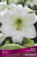 Лилия Вайт Хевен (Лонгифлорум) 12/14 5шт (Поиск)