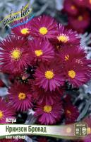 Астра Кримзон Брокад 1шт (Колорлайн)