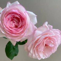 Роза Ля Роз Оптимист (Чайно-гибридная) 1-3 побега ОКС 10шт/пучок (Сиб сад)