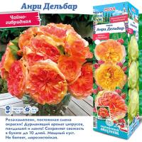 Роза Анри Дельбар (Чайно-гибридная) 1шт (Сиб сад)