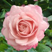 Роза Розенфасцинацион (Флорибунда) 1-3 побега ОКС 10шт/пучок (Сиб сад)