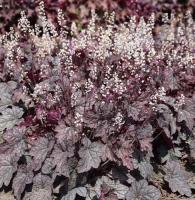 Гейхерелла Инфинити 1шт (Поиск)