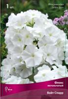 Флокс Вайт Спарр 1шт (Поиск)