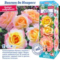 Роза Виолон де Ингресс (Чайно-гибридная) 1шт (Сиб сад)