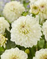 Георгина Гоу Гоу Уайт 1шт (Колорлайн)