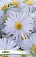 Астра Аполло 1шт (Колорлайн)