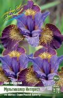 Ирис Мультиколор Интерест (Сибирский) 1шт (Колорлайн)