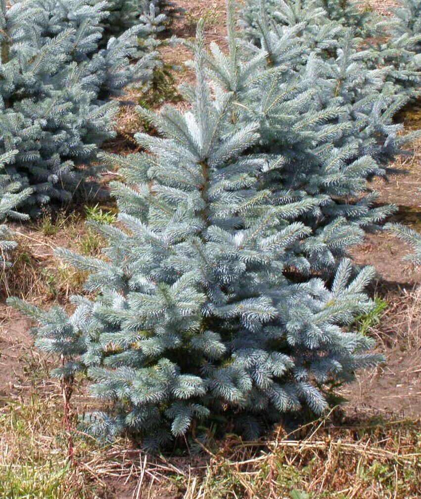 Super blue seedling