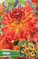 Георгина Айкуун 1шт (Колорлайн)