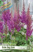 Астильба Блэк Энд Блю 2/3 1шт (Колорлайн)