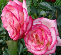 Роза Максим (Чайно-гибридная) 1-3 побега ОКС 10шт/пучок (Сиб сад)