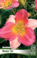 Лилейник Финал Тач 1шт (Колорлайн)