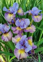 Ирис Сан Камз Ап (Сибирский) 1шт (Колорлайн)