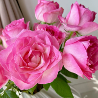 Роза Кенди Аваланч (Чайно-гибридная) 1-3 побега ОКС 10шт/пучок (Сиб сад)