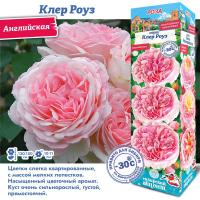 Роза Клер Роуз (Английская) 1шт (Сиб сад)