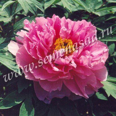 Пион Красное Серебро ДР/привитый (коробка) 1шт (Поиск)