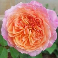 Роза Викторианский Секрет (Чайно-гибридная) 1-3 побега ОКС 10шт/пучок (Сиб сад)