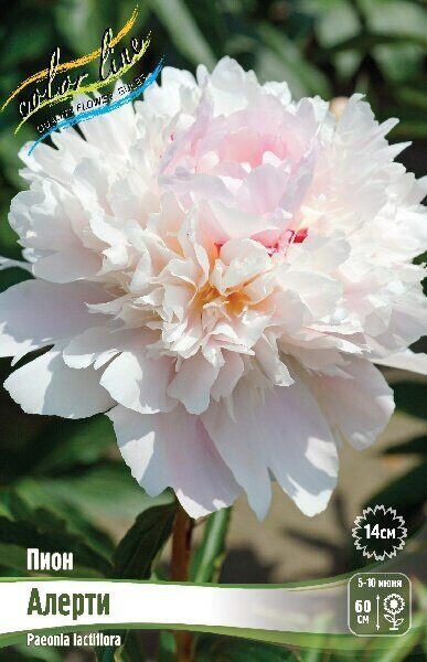 Пион Алерти 2/3 1шт (Колорлайн)