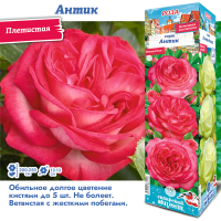 Роза Антик (Плетистая) 1шт (Сиб сад)