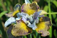 Ирис Лазер Фокус (Сибирский) 1шт (Колорлайн)