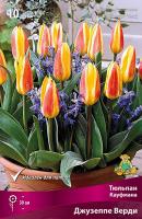 Тюльпан Джузеппе Верди 10/11 10шт (Поиск)