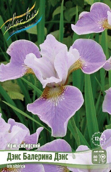 Ирис Дэнс Балерина Дэнс (Сибирский) 1шт (Колорлайн)