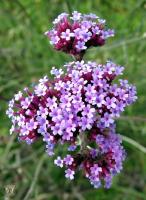 Вербена Файнесс 1шт (Поиск)