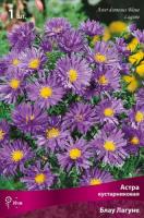 Астра Блау Лагуне 1шт (Поиск)